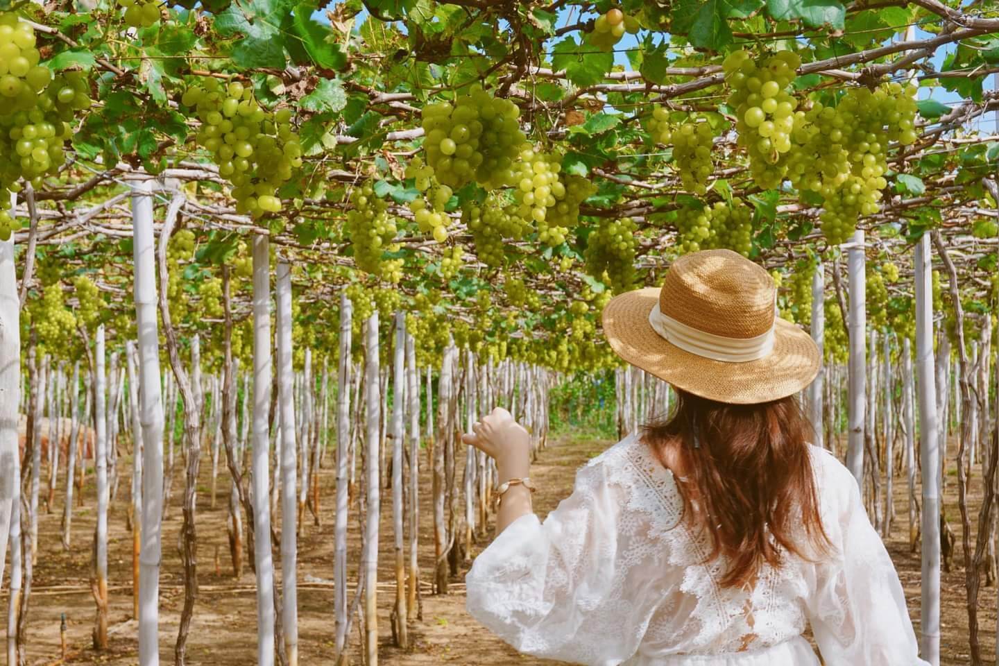 HANG RÁI-VƯỜN NHO-ĐỒNG CỪU 1 NGÀY